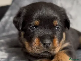 Rottweiler dogs Two Rottweiler pups ready start of June to reserve - Advert 4