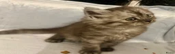 Persian cats for sale: Cute Half Persian Kittens  - Advert 21