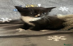 Mixed Breed cats for sale: Kittens  - Image 17