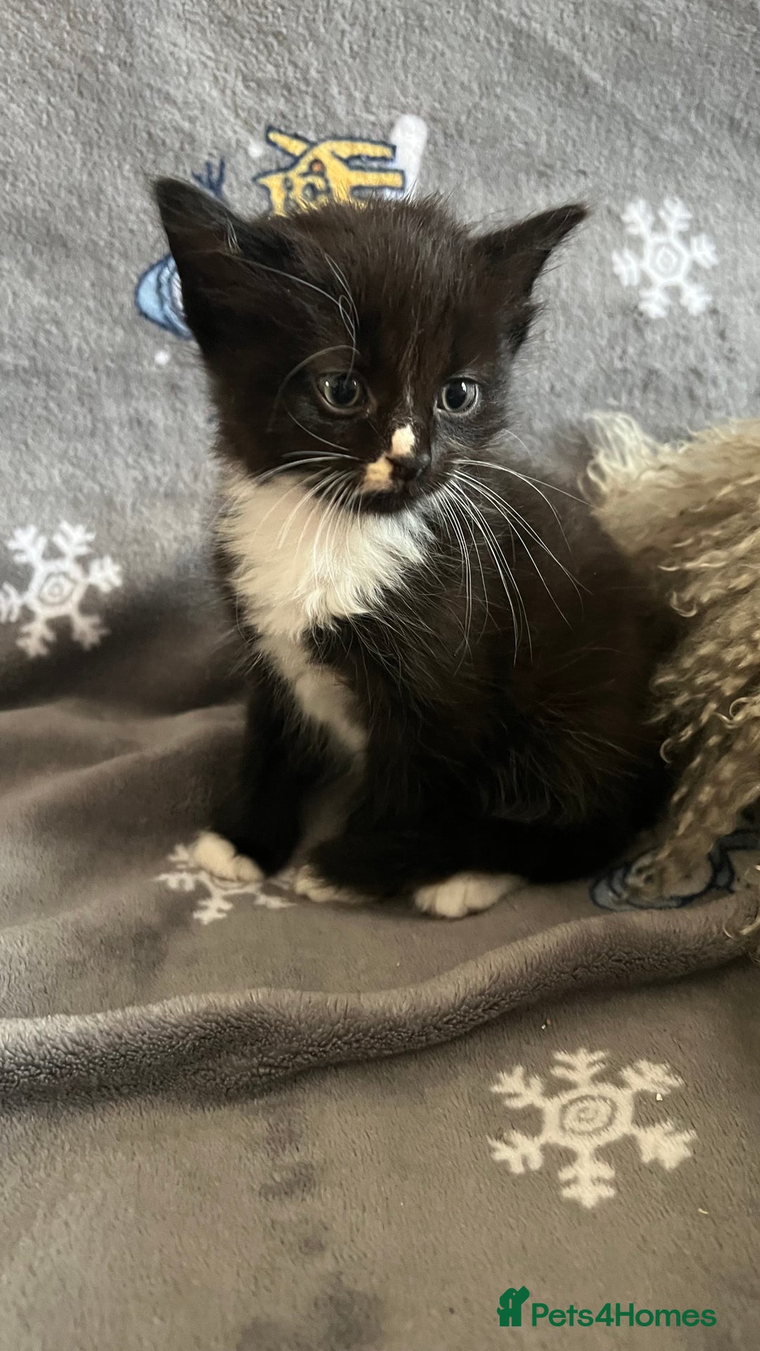 Mixed Breed cats for sale: Kittens  - Image 17