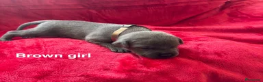 Staffordshire Bull Terrier 6