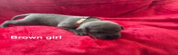 Staffordshire Bull Terrier dogs for sale: 8 stunning staff puppies  - Advert 17