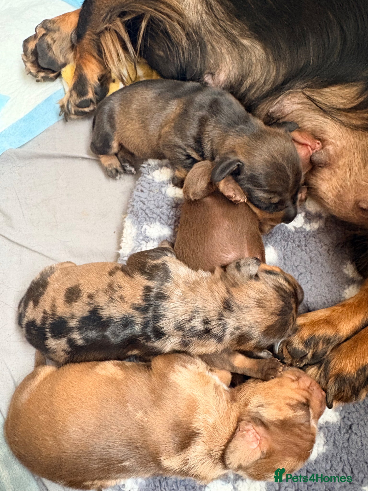 Miniature Dachshund dogs for sale: Beautiful Miniature Dachshund Puppies 🩵🩷🩷🩷 - Advert 4