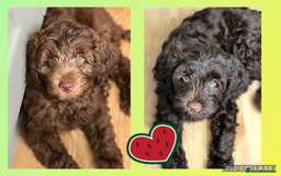Australian Labradoodle dogs for sale: 1 girl left Adorable ♥️ Australian Labradoodles  - Image 4