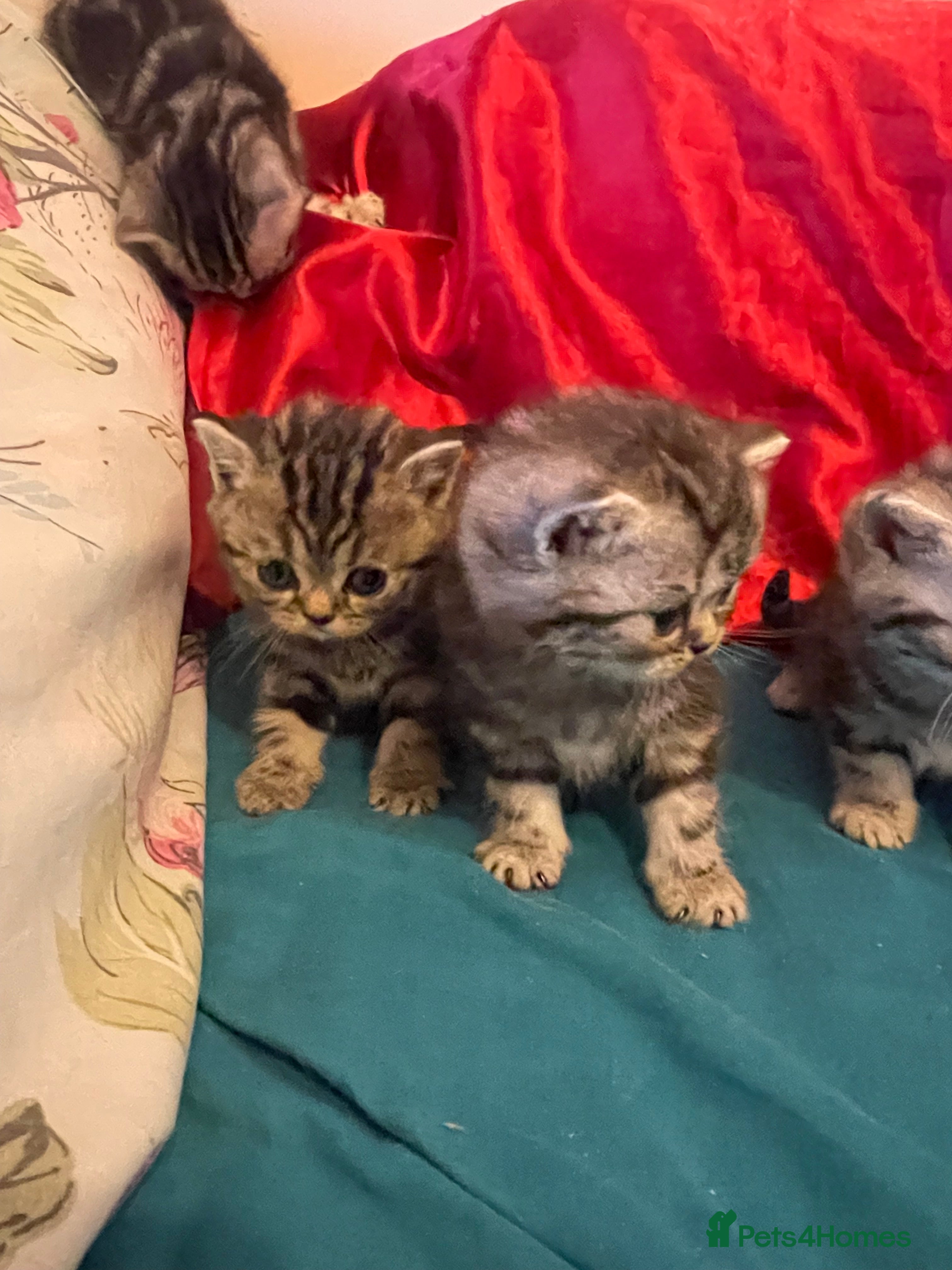 British Shorthair cats Bsh. Silver Tabby Classic .GCCF . - Advert 10