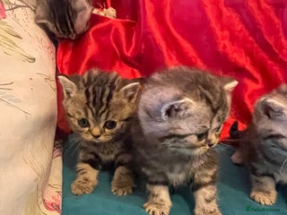 British Shorthair cats Bsh. Silver Tabby Classic .GCCF . - Advert 10