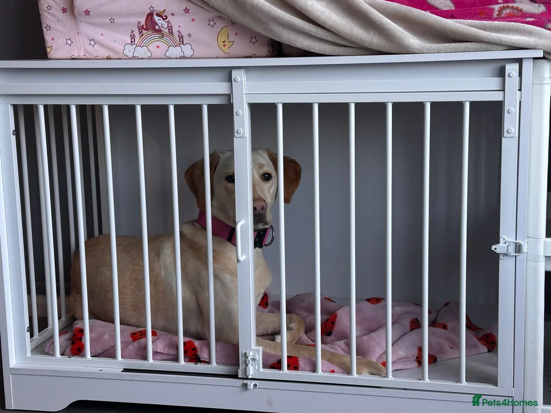 Labrador Retriever dogs for sale: Labrador Girl - Advert 5