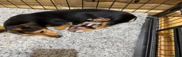 Jack Russell dogs for sale: Miniature Jack Russell - Ready Now - Advert 2