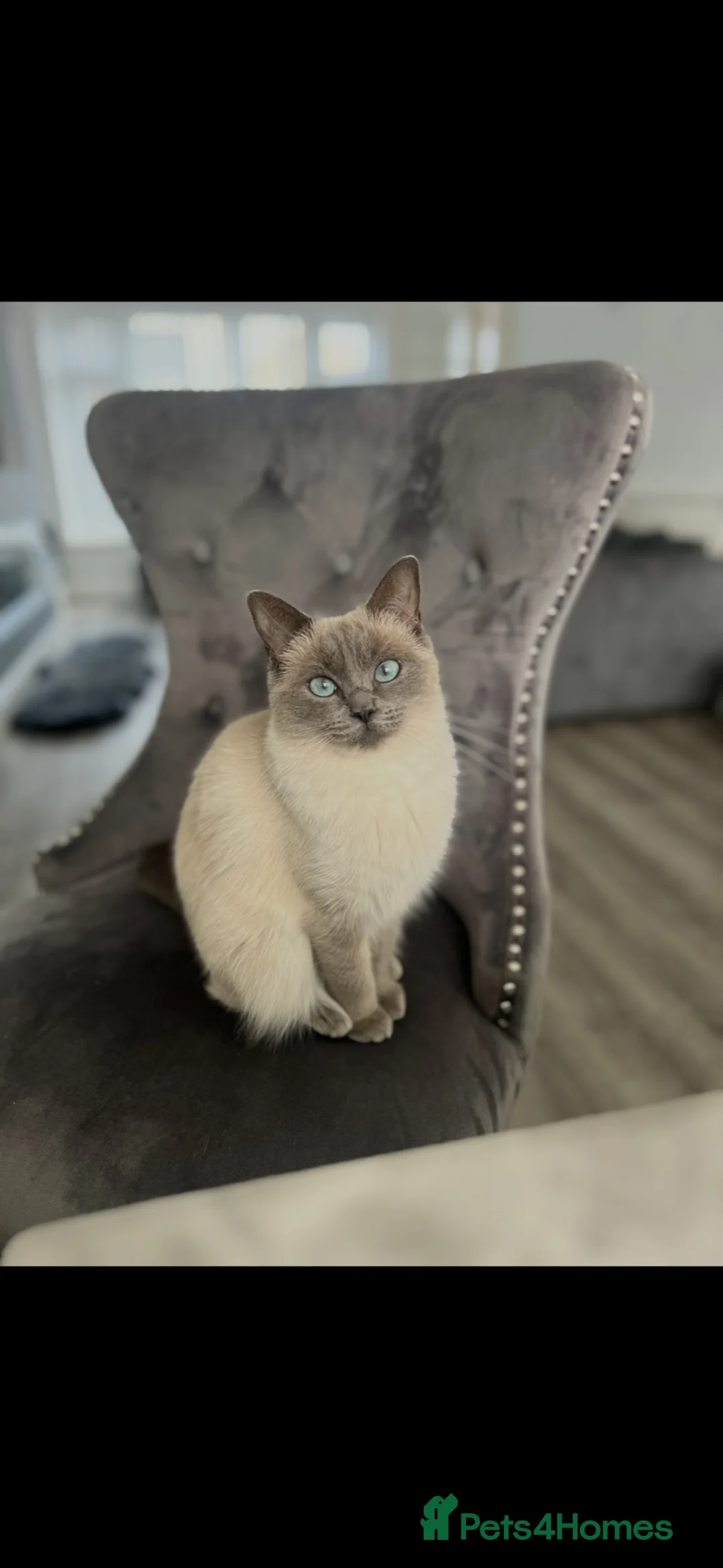 Ragdoll cats for sale: Ragdoll female - Advert 1