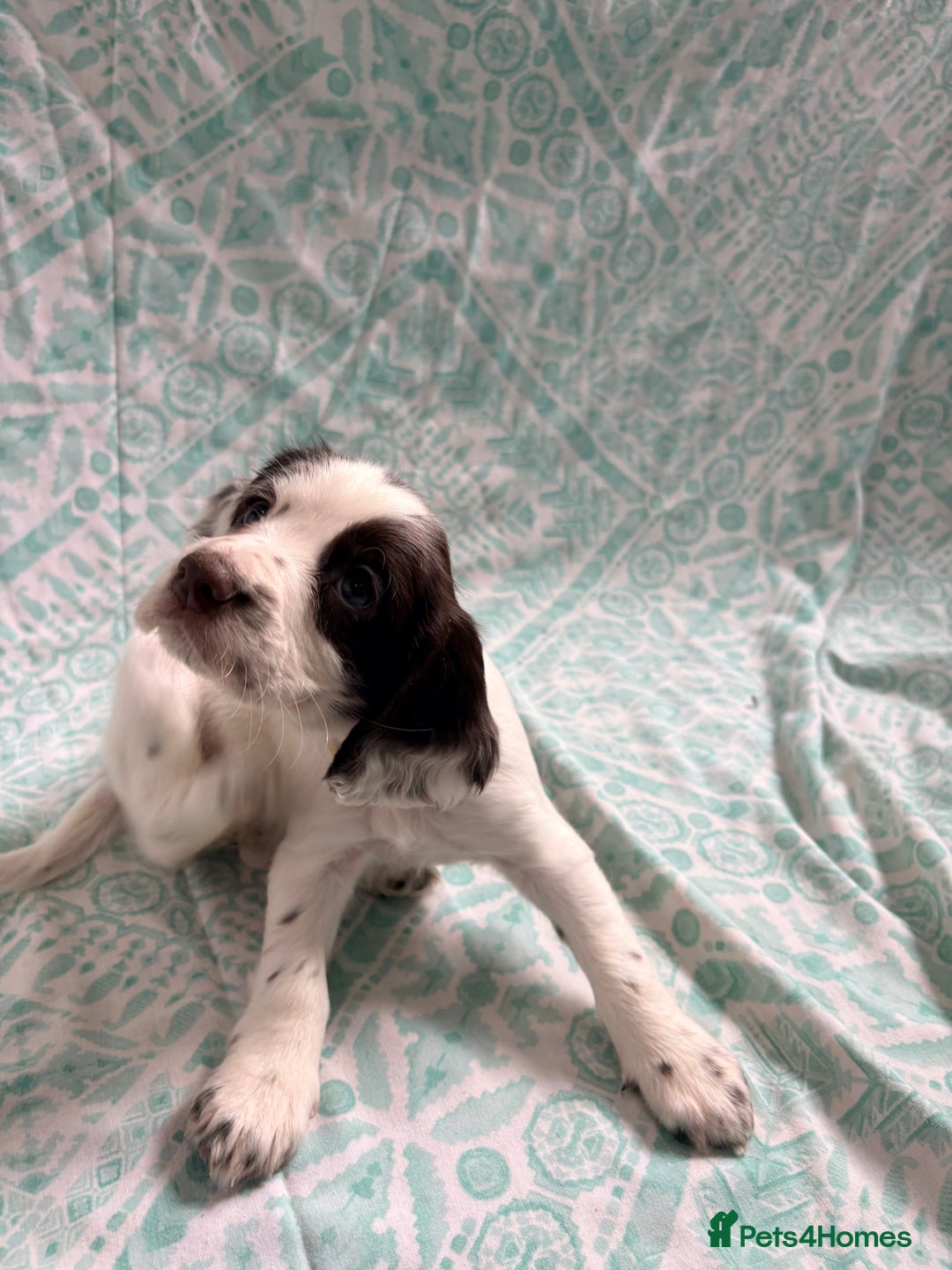 Cocker Spaniel dogs for sale: 2 cocker spaniel puppies for Sale - Advert 6