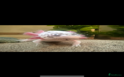 Other/Mixed Breed fish for sale: Axolotl with tank and all accesories  - Image 2