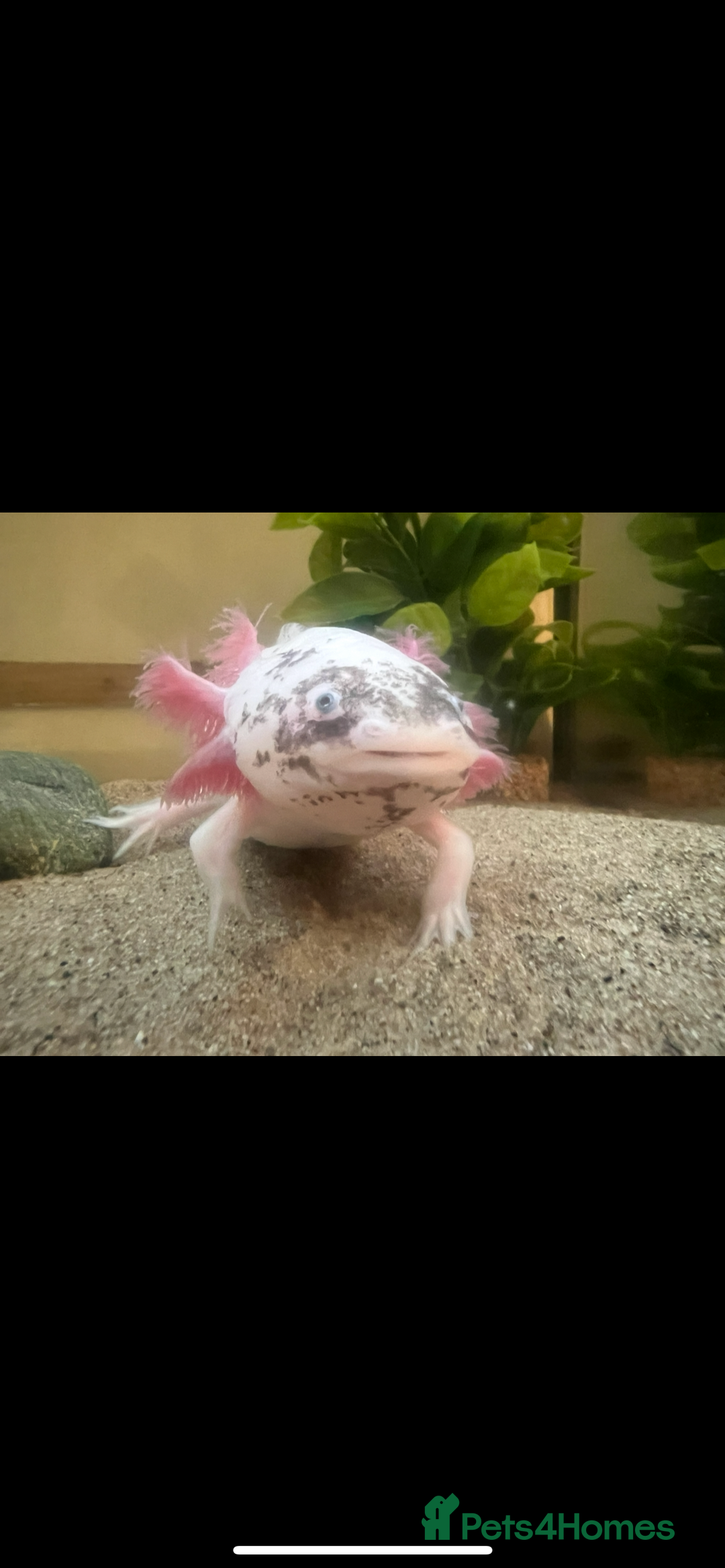 Other/Mixed Breed fish for sale: Axolotl with tank and all accesories  - Image 2