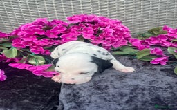 Dalmatian dogs for sale: Beautiful KC registered litter of dalmations  - Image 19