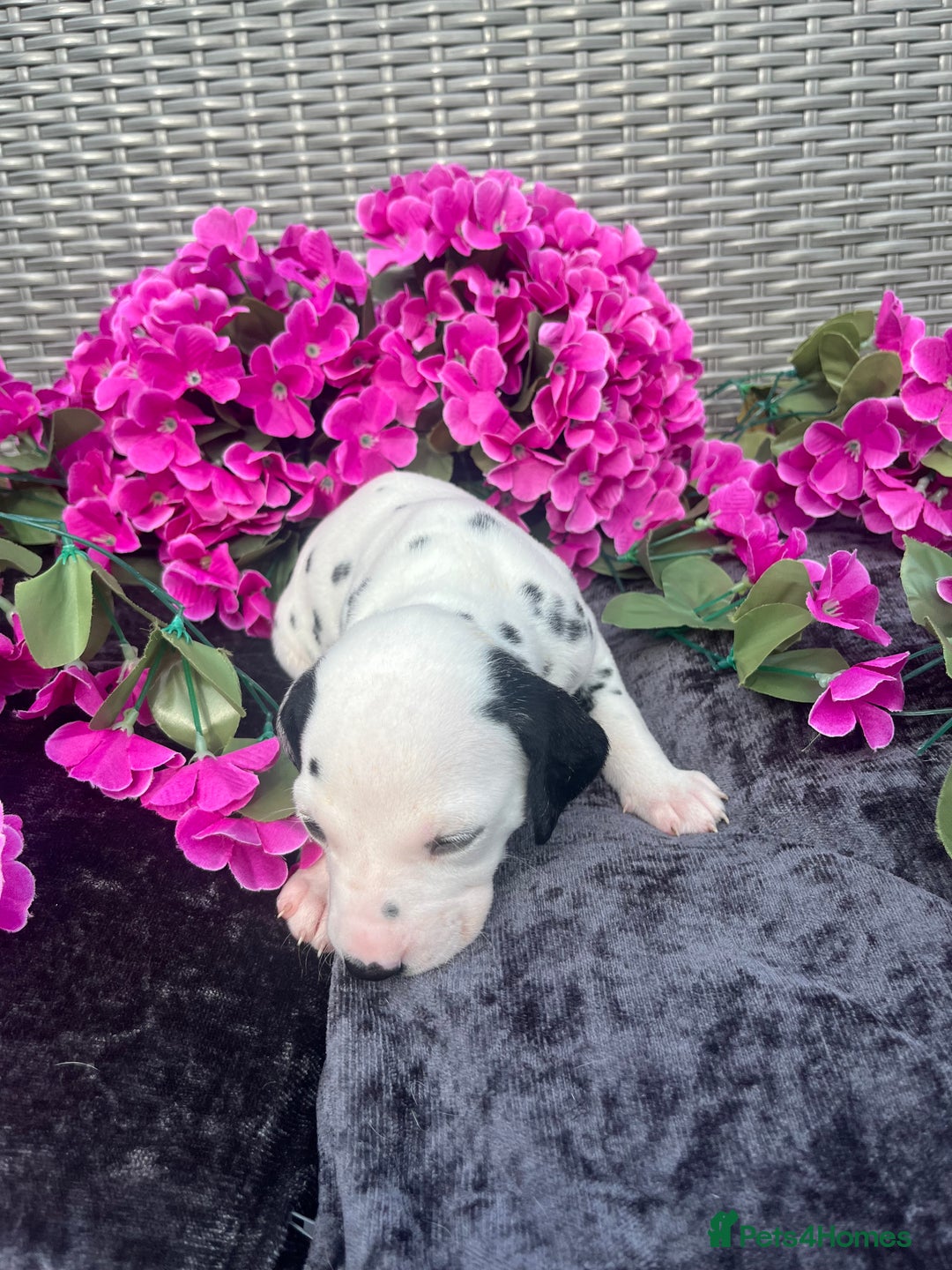 Dalmatian dogs for sale: Beautiful KC registered litter of dalmations  - Image 19