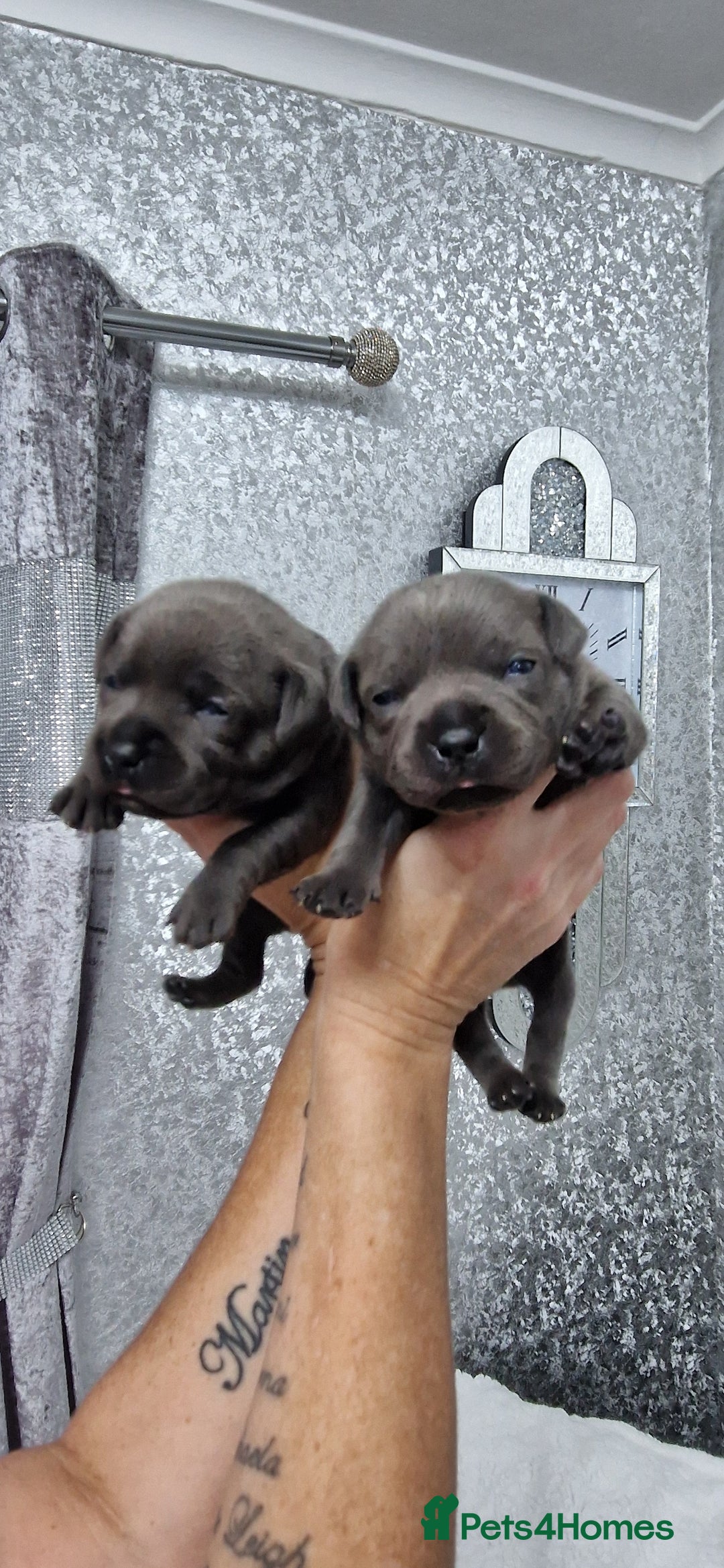 Staffordshire Bull Terrier dogs for sale: 4 Kc Reg Staffordshire Bull Terrier Females 🩷 - Advert 10