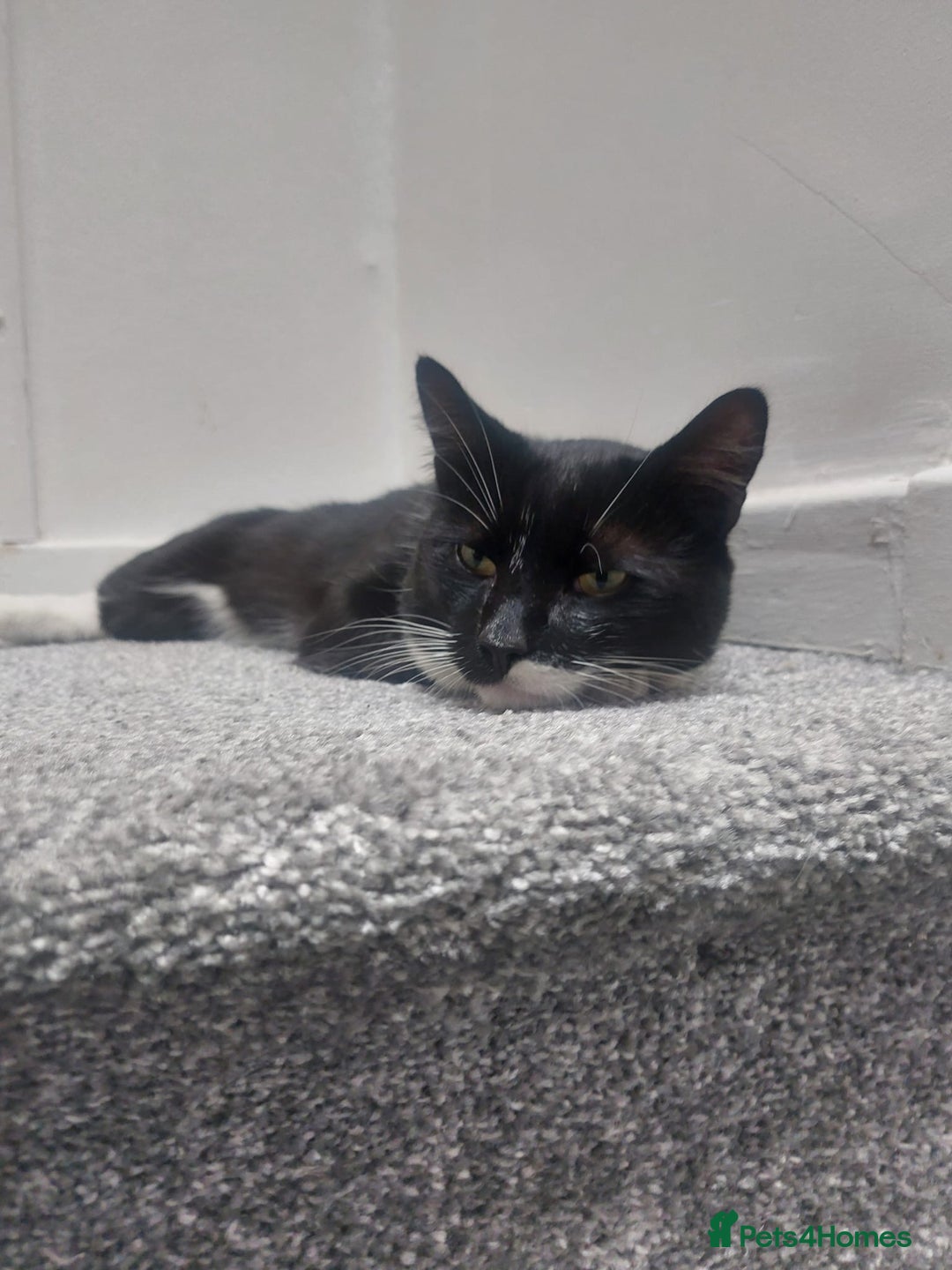 British Shorthair cats for sale: ****** MESSAGE BELOW - Image 1