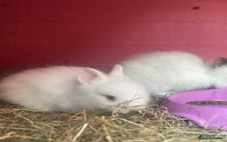 Lionhead rabbits for sale: One male left. Blue eyes. Orange and white - Image 16