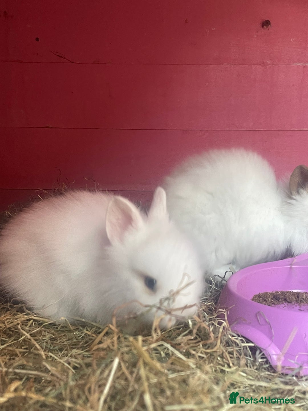 Lionhead rabbits for sale: One male left. Blue eyes. Orange and white - Image 16