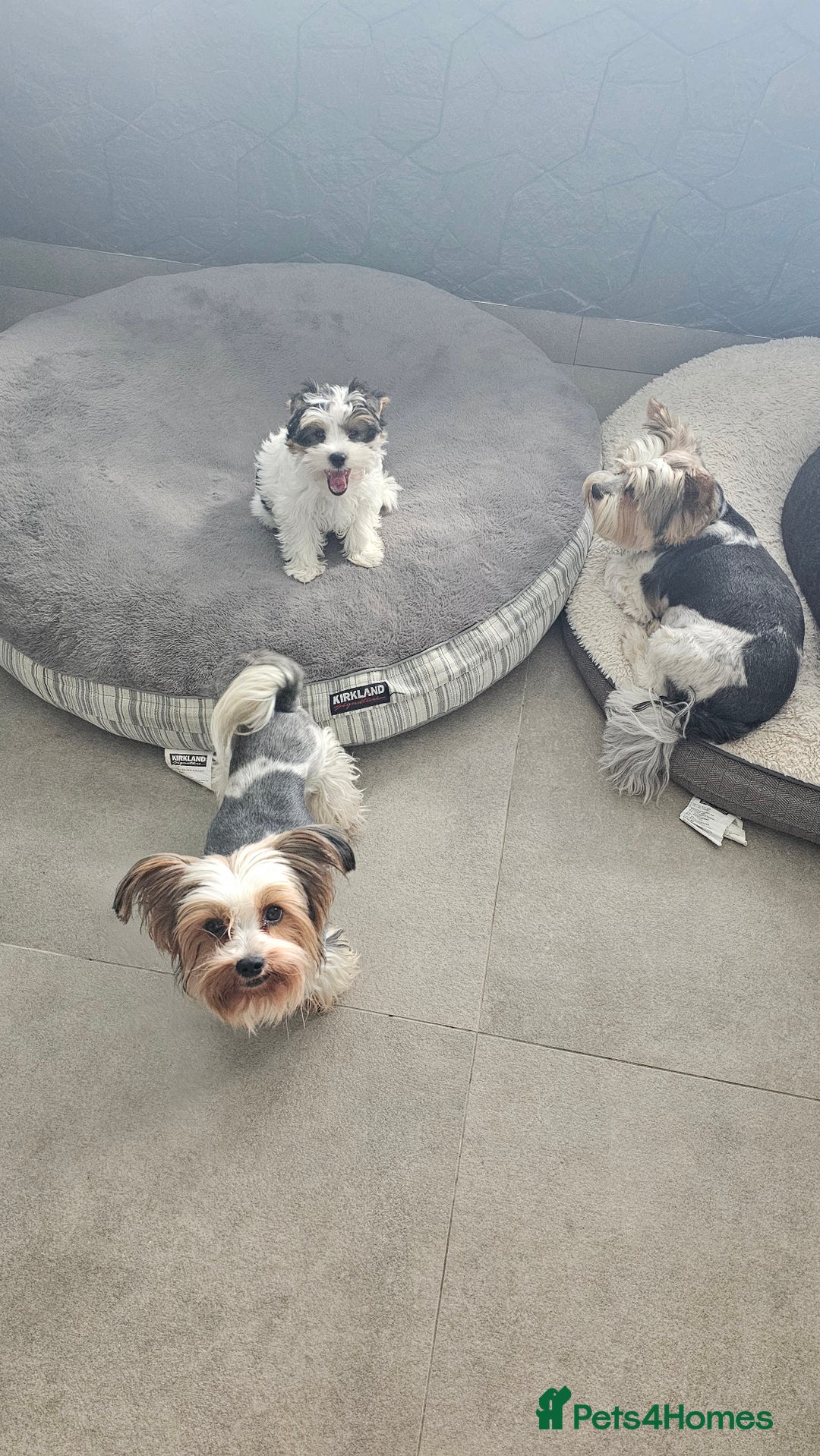 Yorkshire Terrier dogs for sale: 3 boys biewer yorkshire terrier with IHR Pedigree - Advert 24