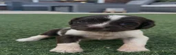 English Springer Spaniel dogs for sale: Working Spaniels Edwardiana Lines - Advert 4