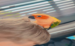 Conures birds for sale: Meeka is around 5 month old  - Image 1