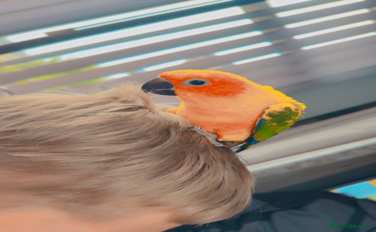 Conures birds - Advert 1