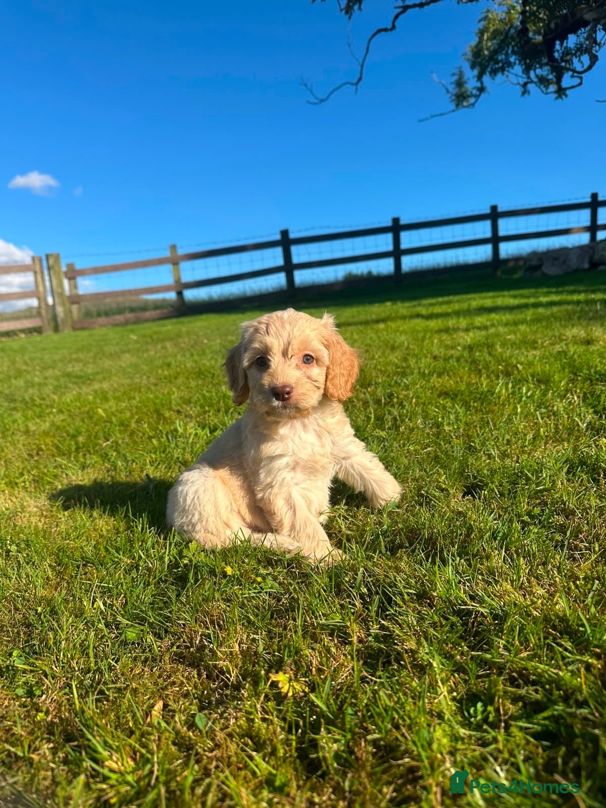 Cockapoo dogs *READY* 2 Gorgeous Cockapoo puppies left for sale - Advert 1