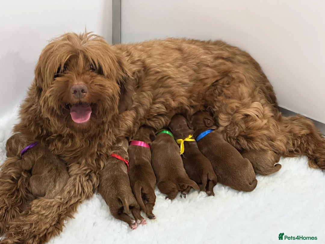Australian Labradoodle dogs for sale: Superior Australian Labradoodle Puppies Ready Feb. - Advert 2