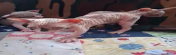 Sphynx cats for sale: Sphynx Kittens - Advert 3