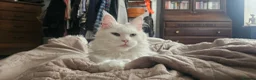 Mixed Breed cats for sale: Maine coon x kittens in Southend-on-Sea - Advert 4