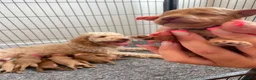 Cockapoo dogs for sale: Beautiful Cockapoo Puppies in Bristol - Advert 15