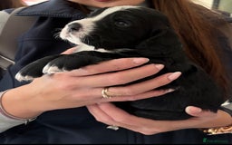 Cocker Spaniel dogs for stud: K C registered - Mr Midnight for Stud in Huddersfield - Image 17