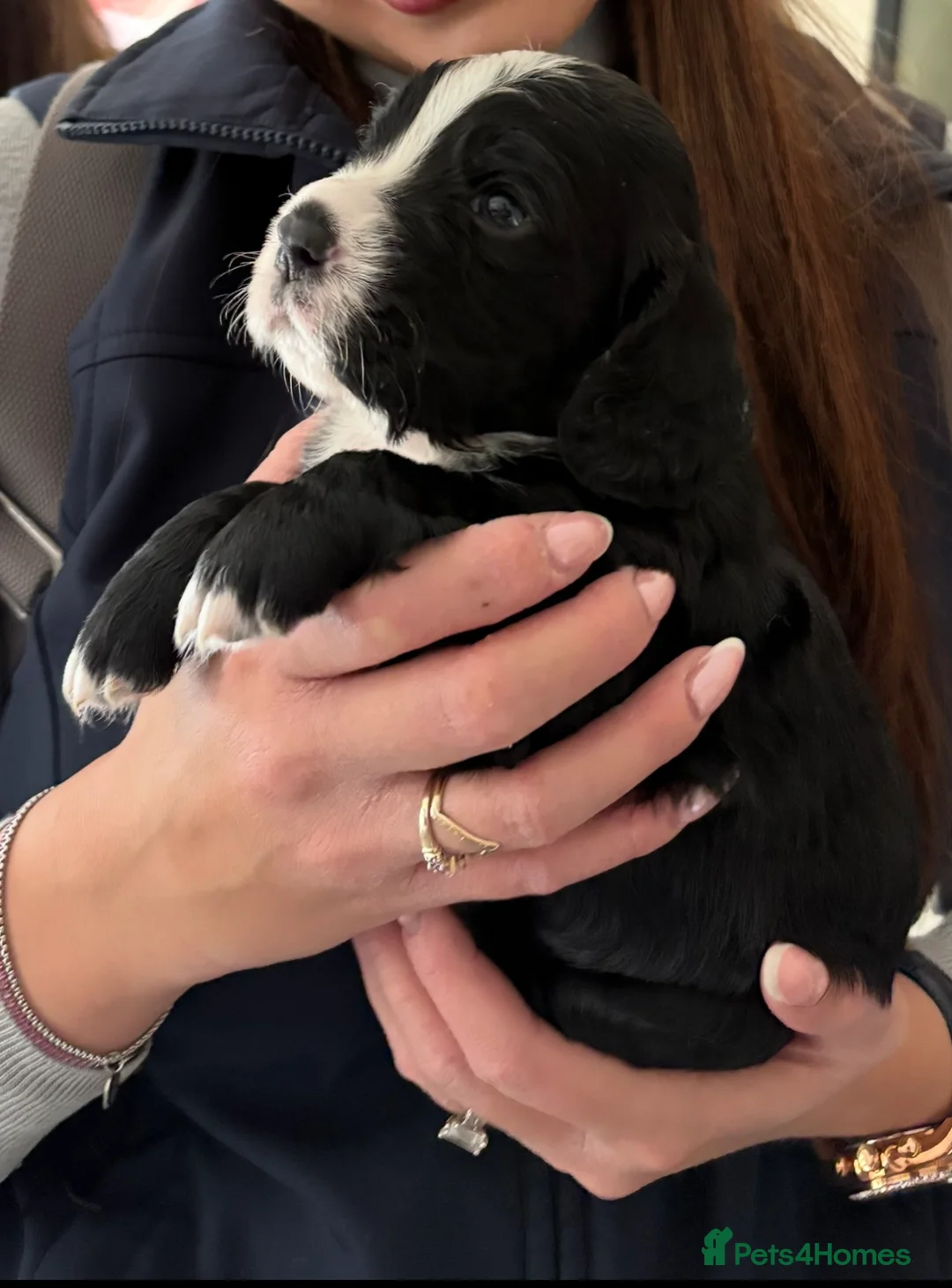 Cocker Spaniel dogs for stud: K C registered - Mr Midnight for Stud in Huddersfield - Advert 16