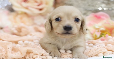 Miniature Dachshund dogs - Advert 12