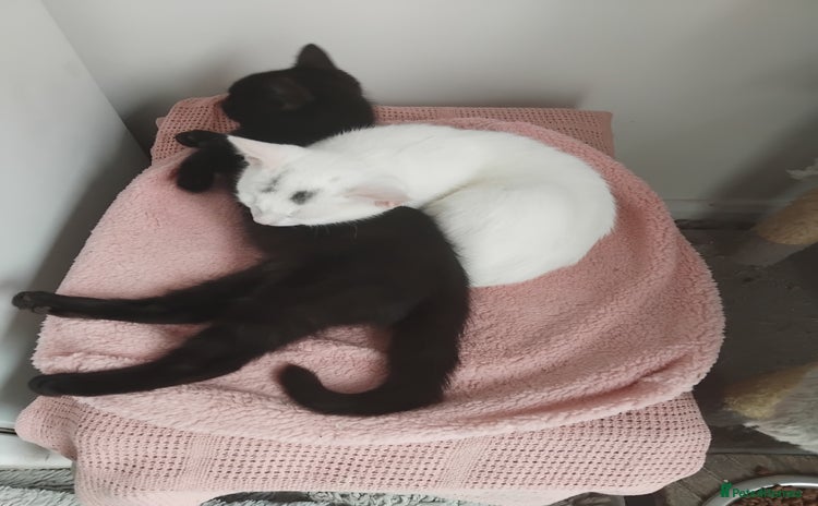 Mixed Breed cats - Advert 3