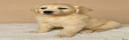Golden Retriever dogs for sale: Golden retriever puppies - Advert 18