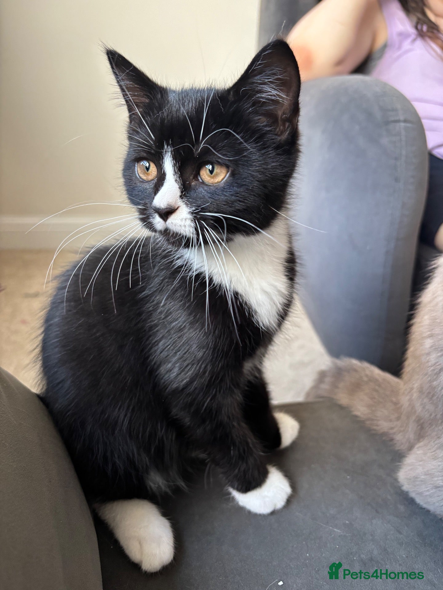 Mixed Breed cats Only 1 male left now half BSH  - Advert 1