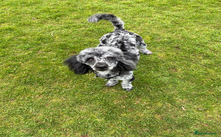 Miniature Poodle dogs - Advert 7