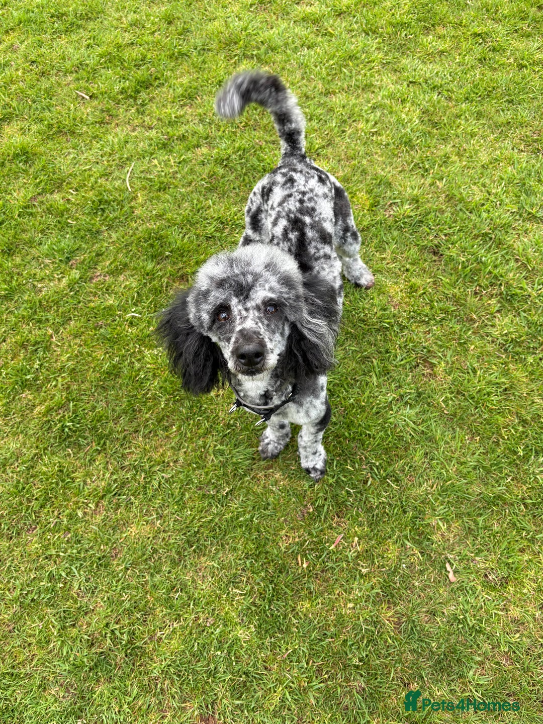 Miniature Poodle dogs for sale: Blue Merle miniature poodle  - Image 1