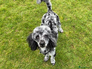 Miniature Poodle dogs - Advert 10