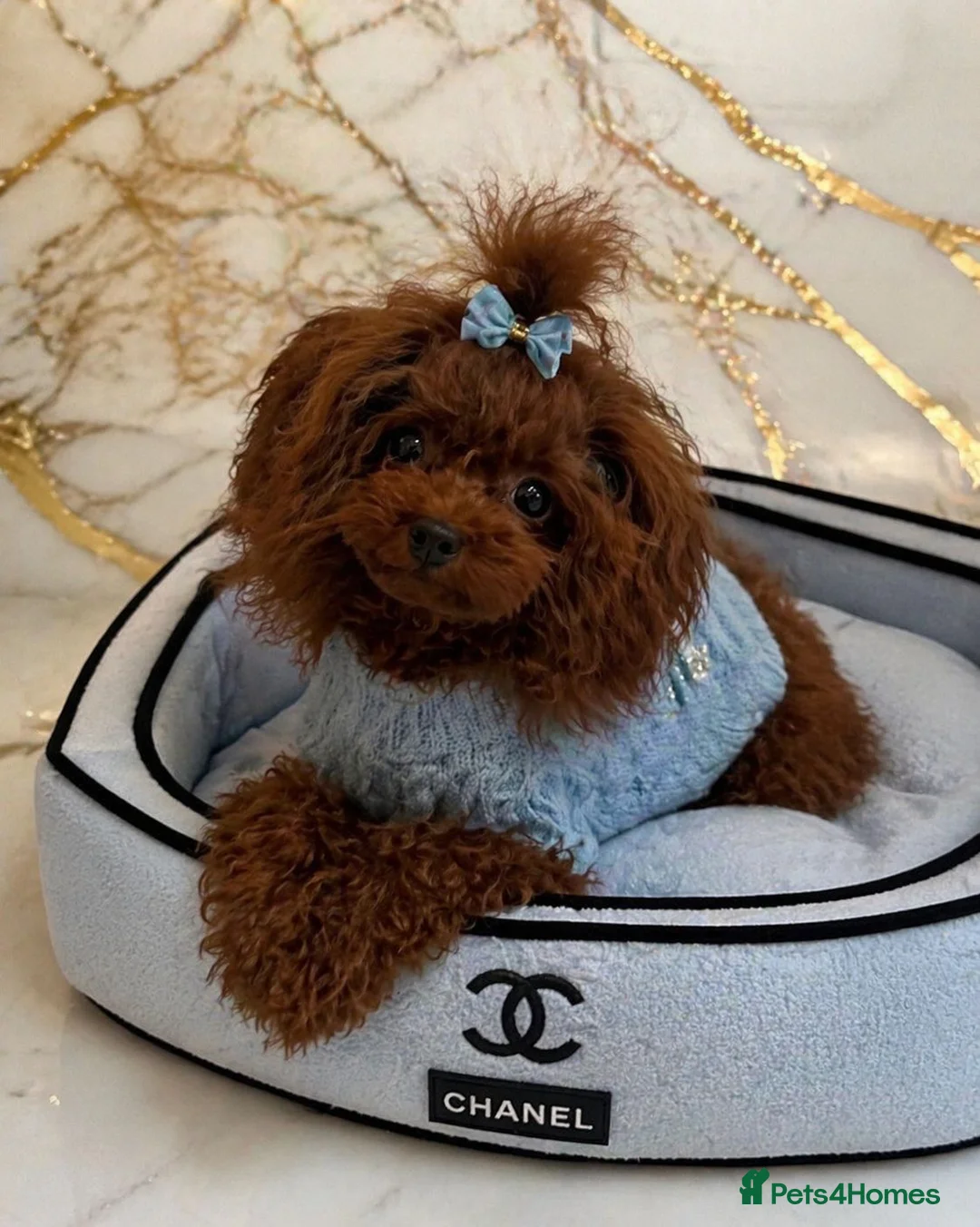Toy Poodle dogs for stud: One and ONLY 🥰 in Campbeltown - Advert 1