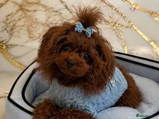 Toy Poodle dogs One and ONLY 🥰 - Advert 1