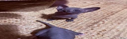 Sphynx cats for sale: 💙🩷4 gorgeous sphynx baby’s 🩷💙 - Advert 5