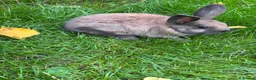 Mini Lop rabbits for sale: Mini lops ready to go - Advert 4