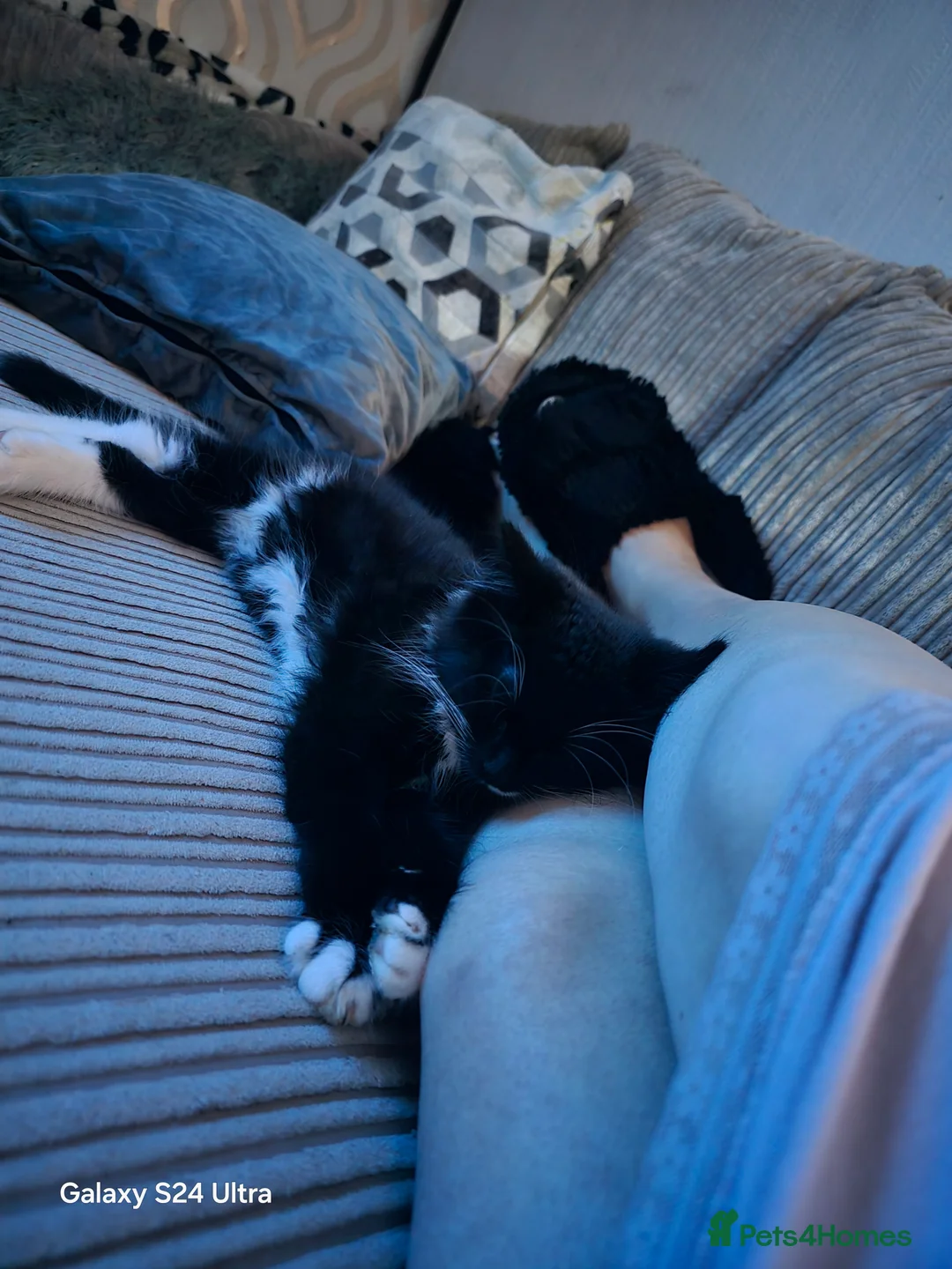 Ragdoll cats for sale: Coco kittycat - Advert 4