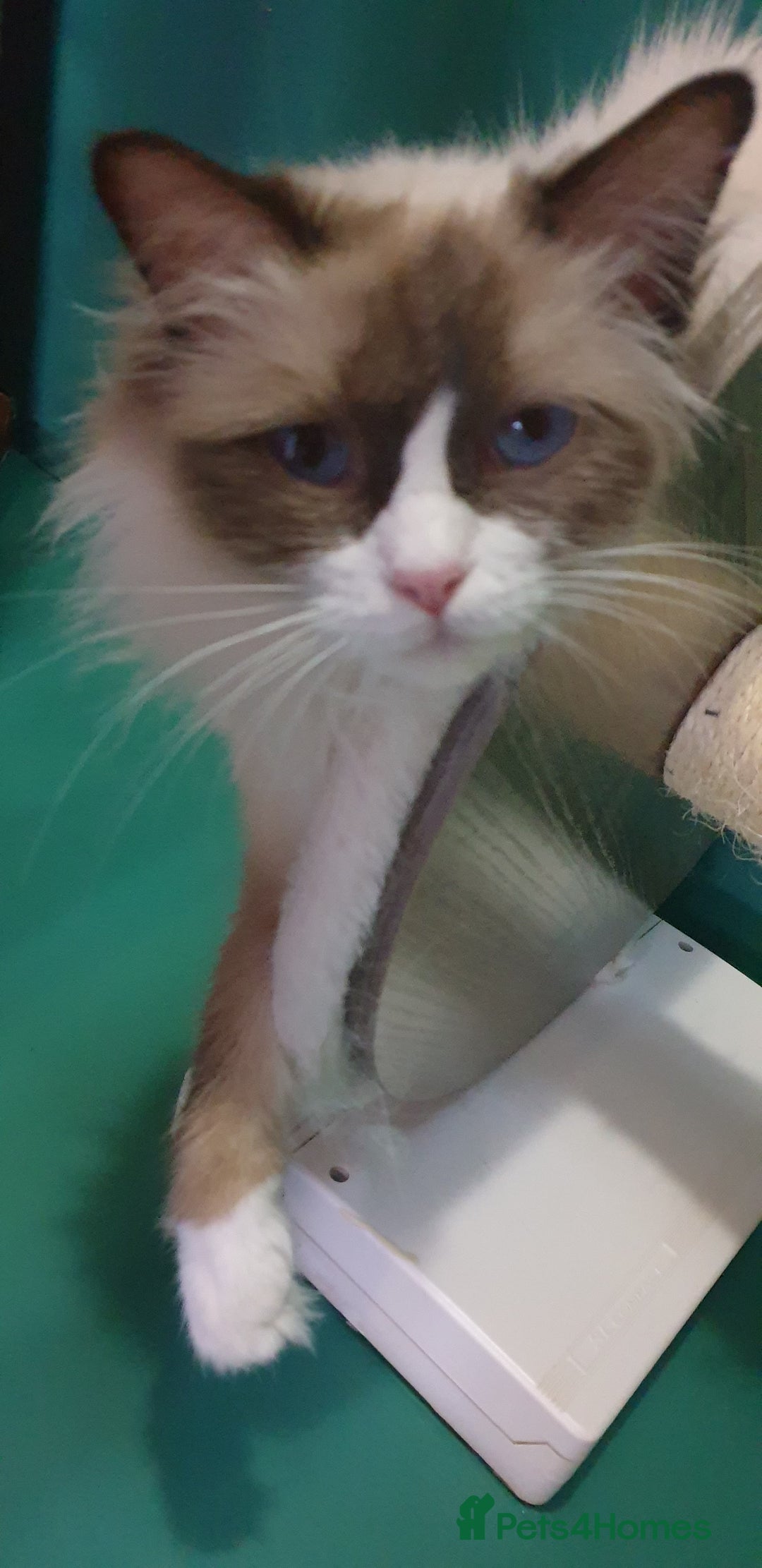 Ragdoll cats for sale: GCCF LILAC BI-COLOUR BOY - Image 5