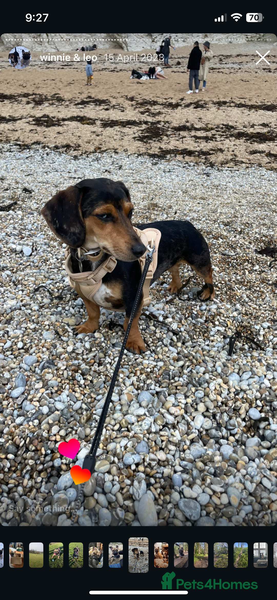 Mixed Breed dogs for sale: Well loved family dog looking for a new home - Advert 1