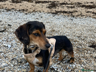 Mixed Breed dogs Well loved family dog looking for a new home - Advert 1