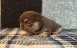 French Bulldog dogs for sale: Beautiful litter of 4 - Image 2