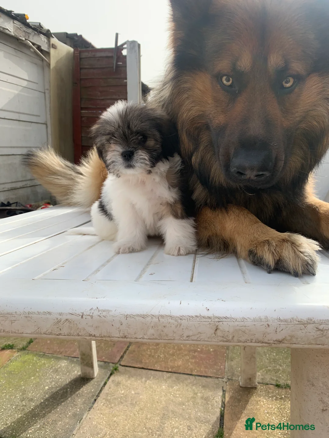 German Shepherd dogs for stud: Zeus available for Stud - Advert 13